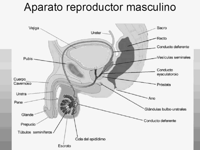 aparato reproductor mujeril imagenes transgression nombres